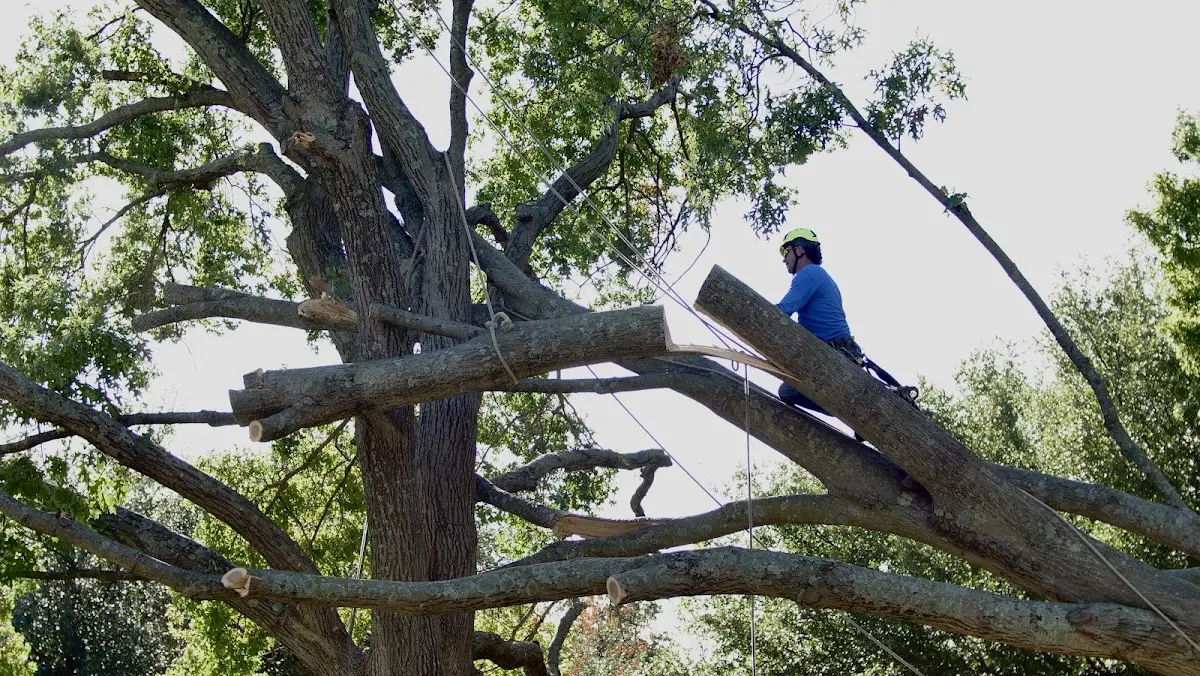 Professional Crown Thinning performed by certified arborists in Flemington