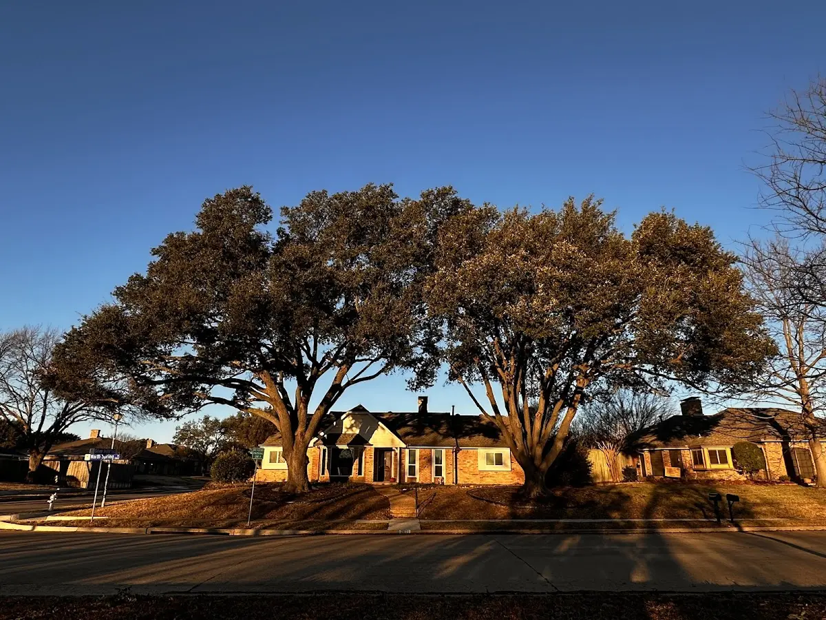 Established residential canopy tree shading a home in Flemington